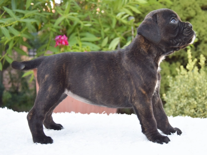 Perros Boxer en venta
