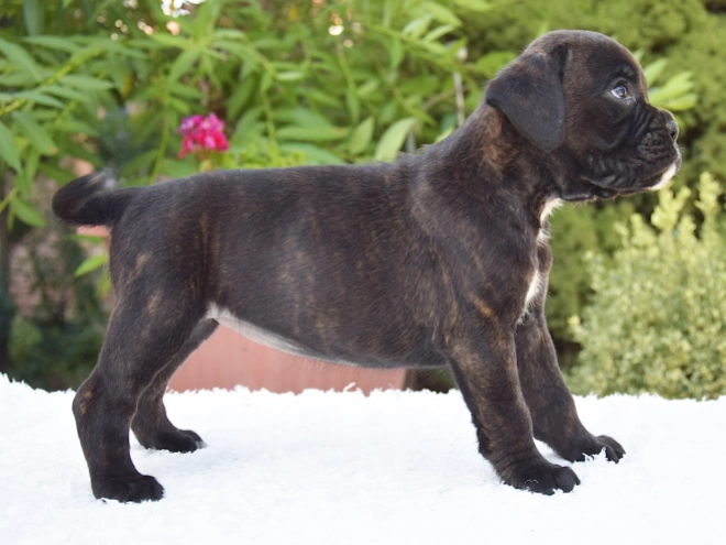Perros Boxer en venta