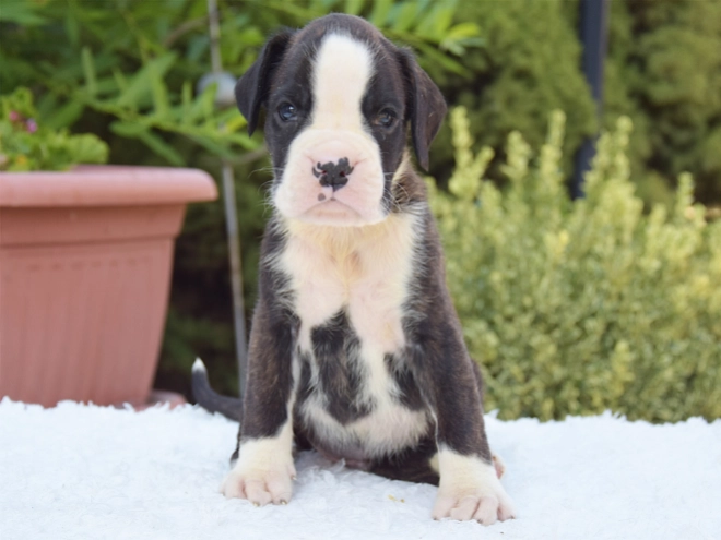 Perros Boxer en venta
