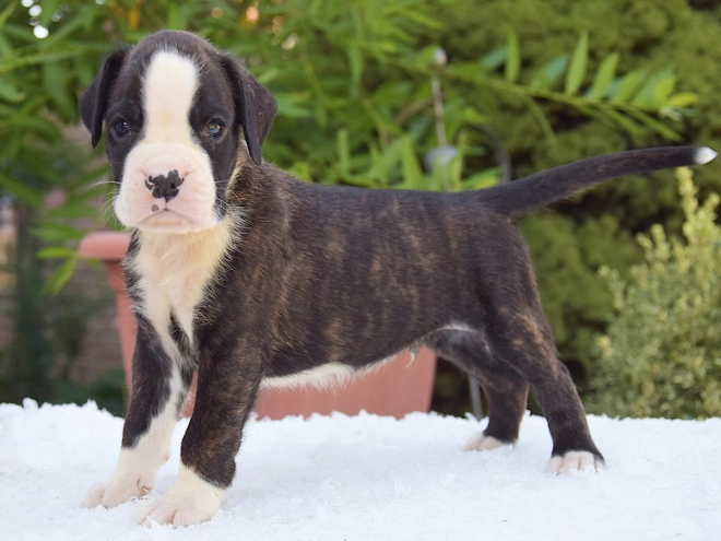 Perros Boxer en venta