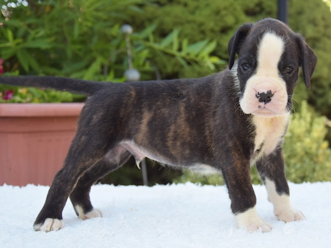 Perros Boxer en venta
