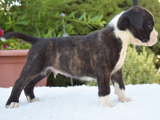 Perros Boxer en venta