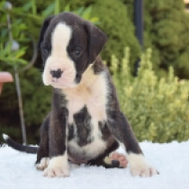 Buddy Lazier, brindle with white markings Boxer for sale