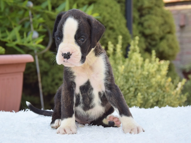 Perros Boxer en venta