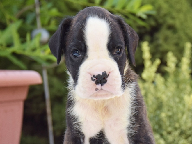 Perros Boxer en venta