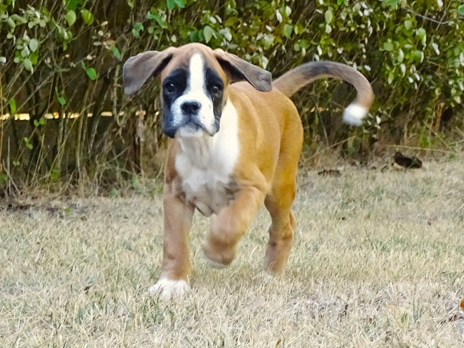 Boxer puppy for sale