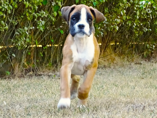 Boxer puppy for sale
