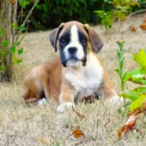Tucker, red Boxer for sale
