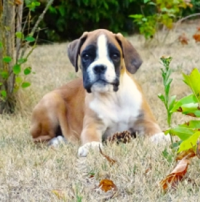 Boxer puppy for sale