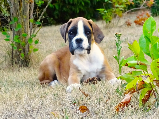 Boxer puppy for sale