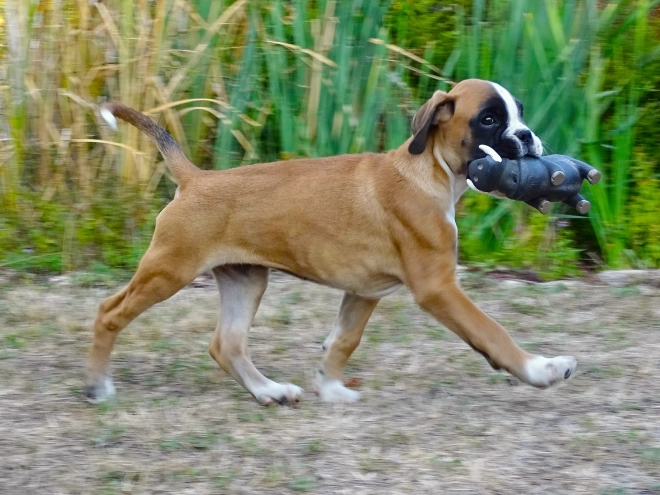 Boxer puppy for sale