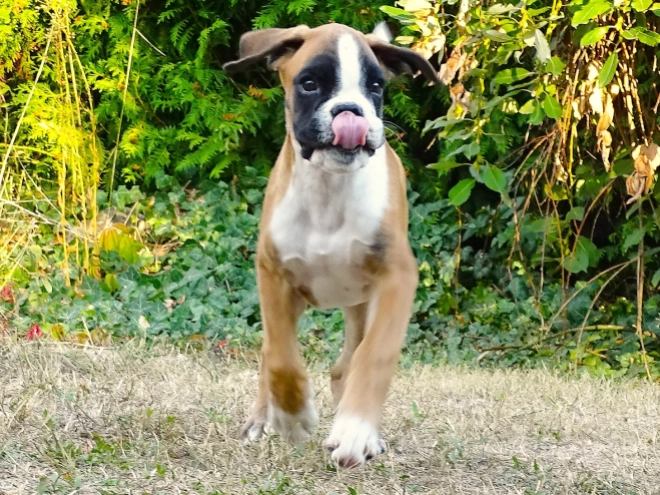 Boxer puppy for sale