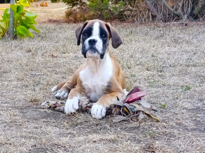 Boxer puppy for sale