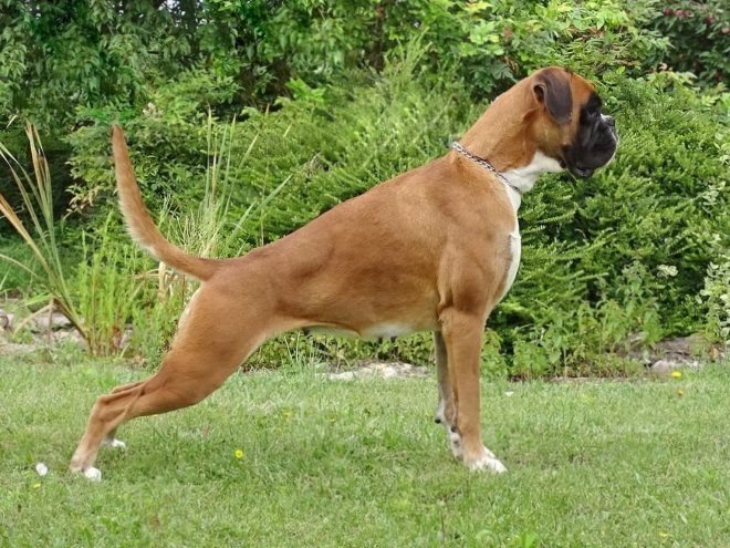 Boxer puppy for sale