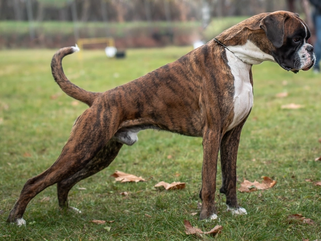 Boxer puppy for sale