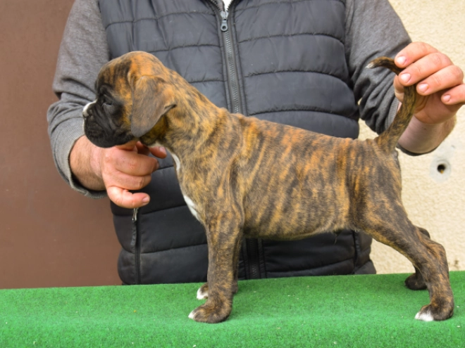 Boxer puppy for sale