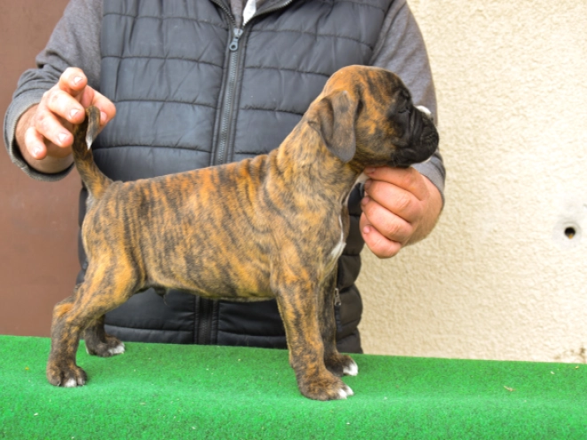 Boxer puppy for sale