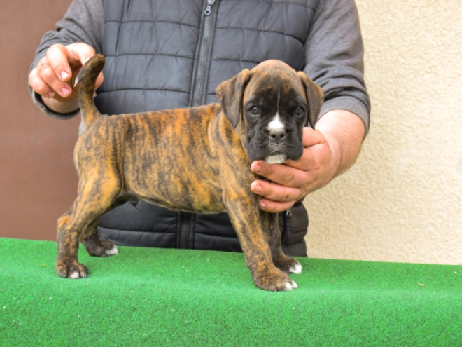 Boxer puppy for sale