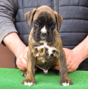Boxer puppy