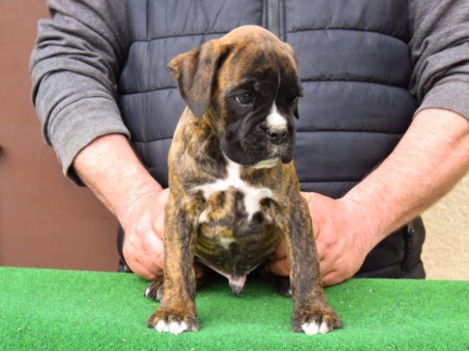 Boxer puppy for sale