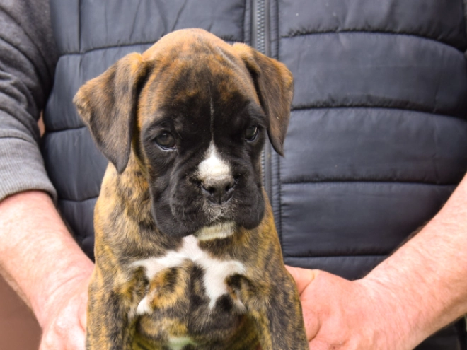 Boxer puppy for sale