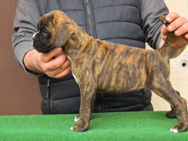 Boxer puppy for sale