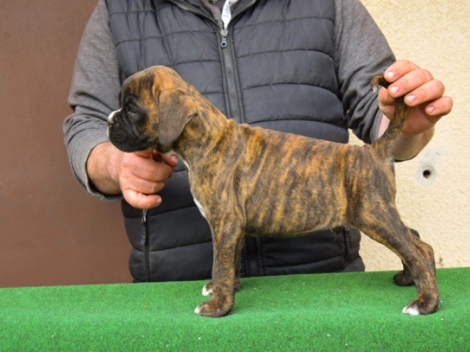 Boxer puppy for sale