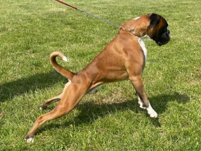 Boxer puppy for sale