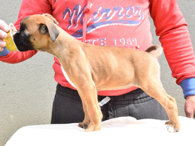 Boxer Welpe kaufen