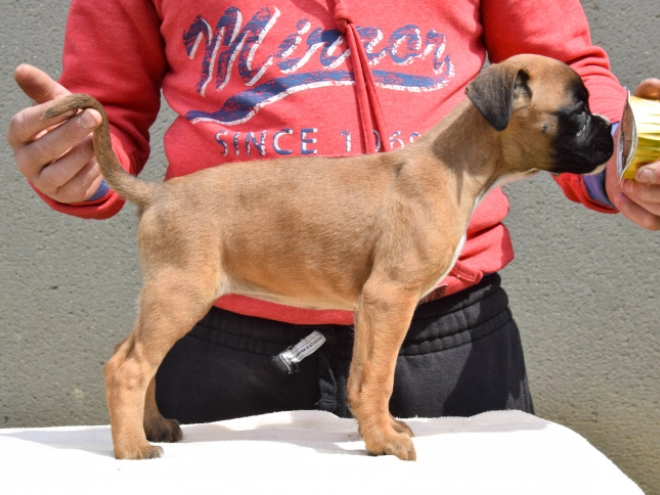 Boxer Welpe kaufen