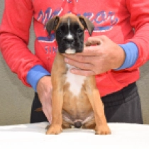 Prelude, red Boxer Welpen kaufen