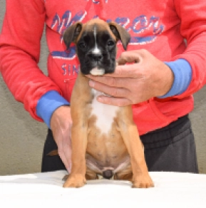 Boxer Welpe kaufen
