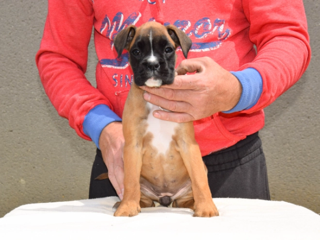 Boxer Welpe kaufen