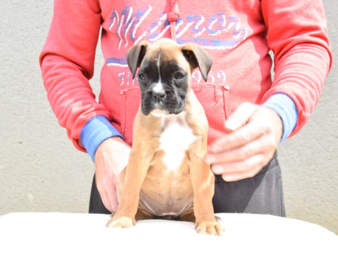 Boxer Welpe kaufen