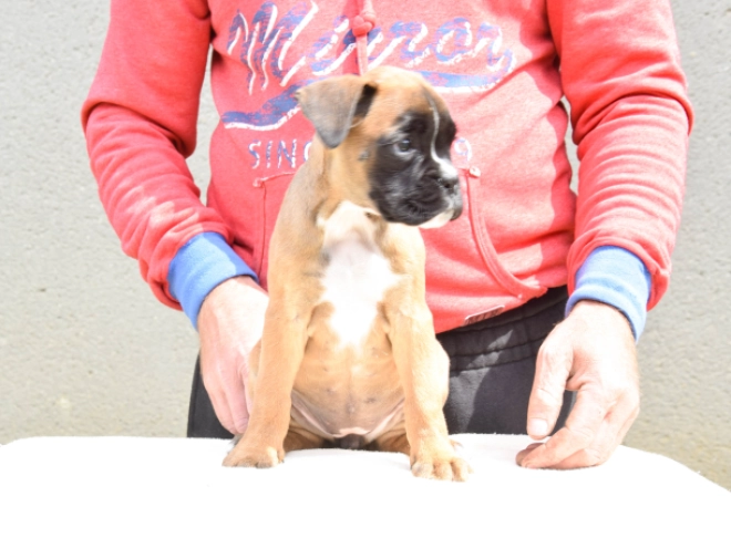 Boxer Welpe kaufen