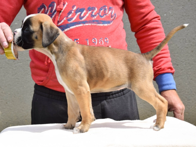 Perros Boxer en venta