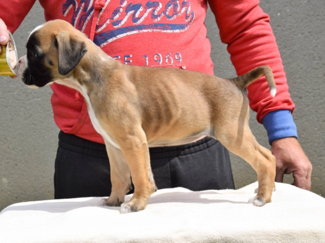 Perros Boxer en venta