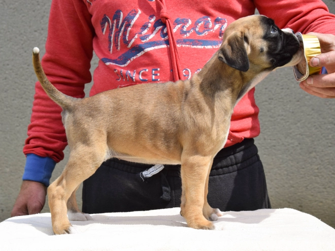Perros Boxer en venta