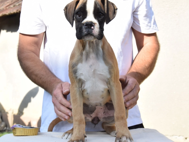 Perros Boxer en venta