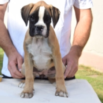 Passion, red Boxer en venta