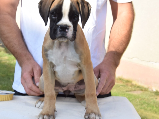 Perros Boxer en venta