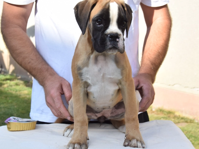 Perros Boxer en venta