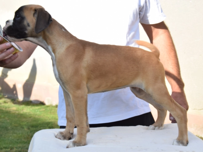 Perros Boxer en venta