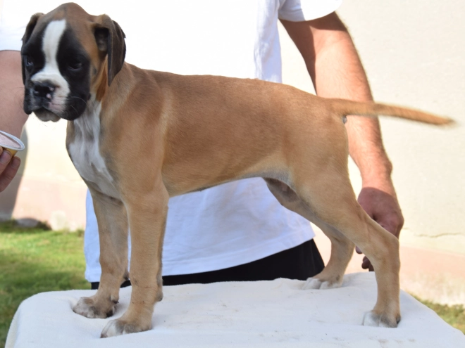 Perros Boxer en venta
