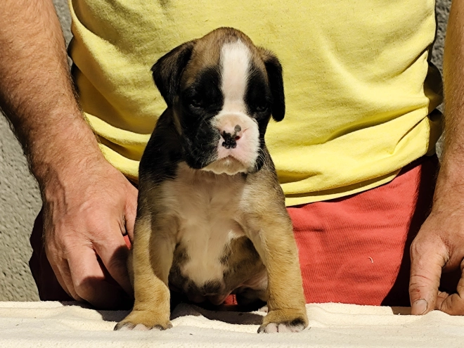 Perros Boxer en venta