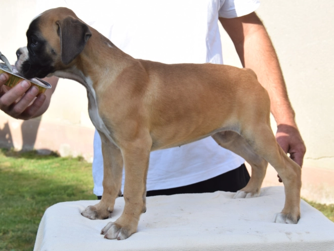 Perros Boxer en venta