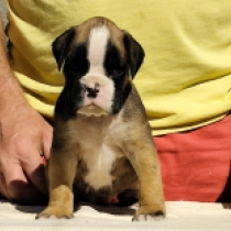 Boxer Welpe zu verkaufen