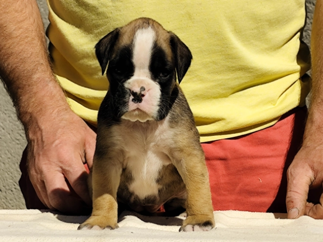 Perros Boxer en venta