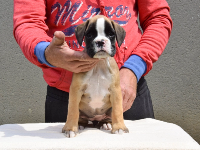 Perros Boxer en venta