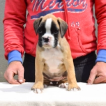 Passion, red Boxer for sale